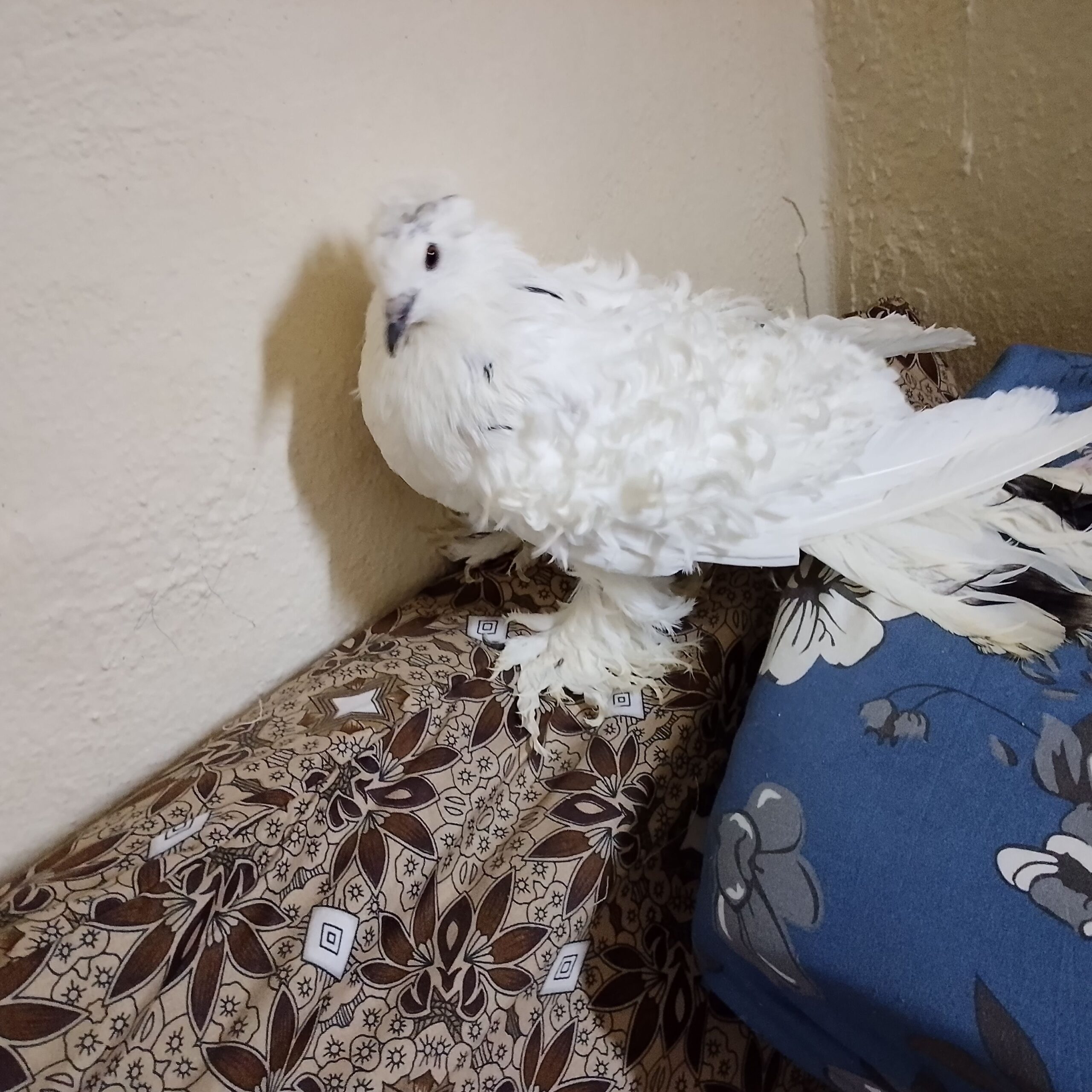 صامطه الخظراء