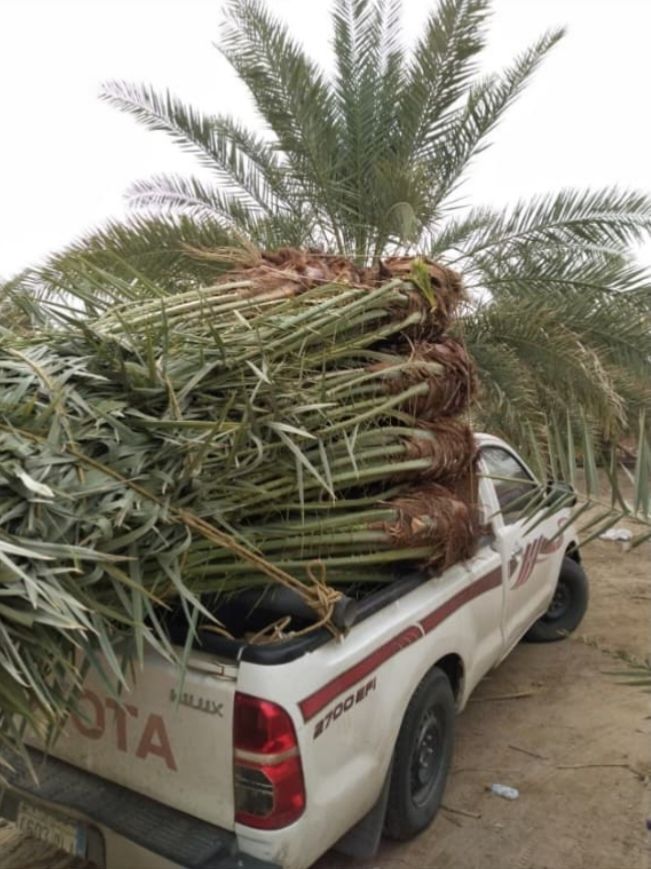 نقوم بتوريد اللنخيل في جميع انحاء المملكه