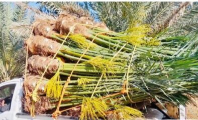 109e43ea-c161-45ef-80d1-ff33d2a12cdf