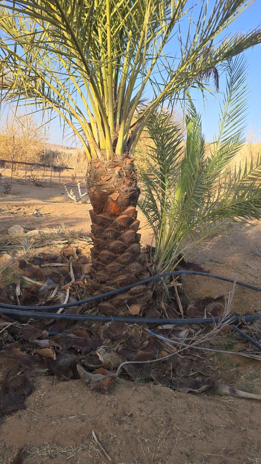 نقيل عربي جميع المقاسات فاخره