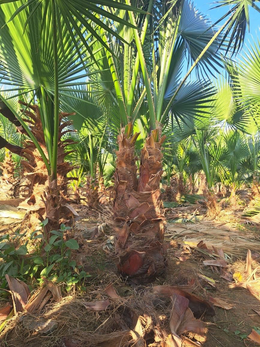 نخل للبيع بجميع الانواع والمقاسات المختلفة وقسم خا