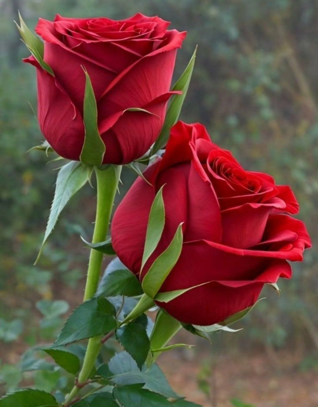 عامل دهانات وديكورات الرياض