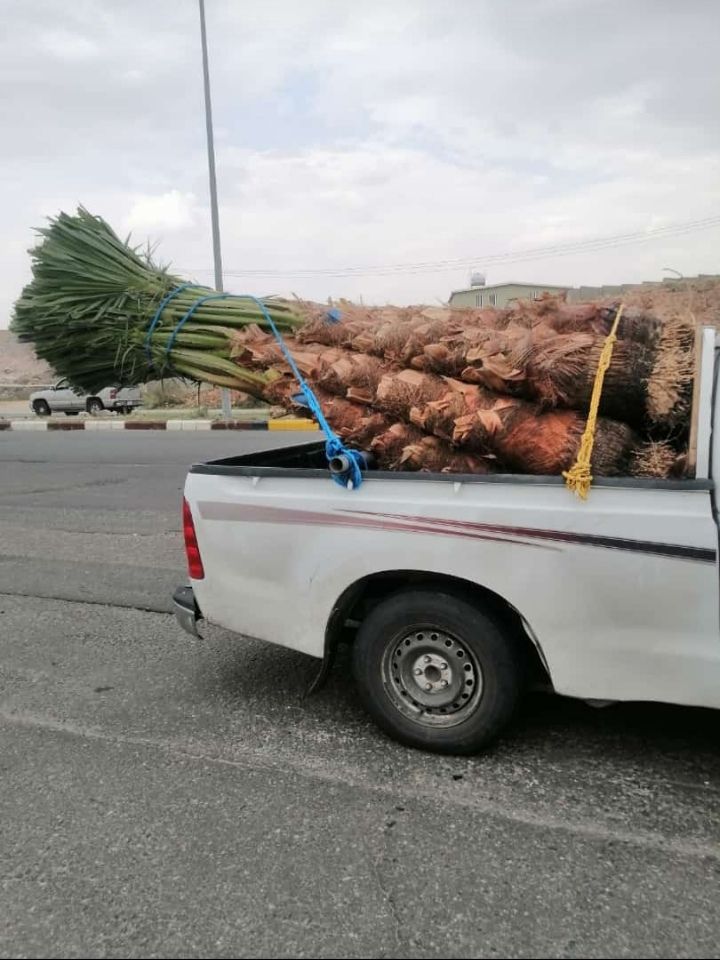 يوجد لدينا جميع انواع النخيل المثمر والواشنطن الزي