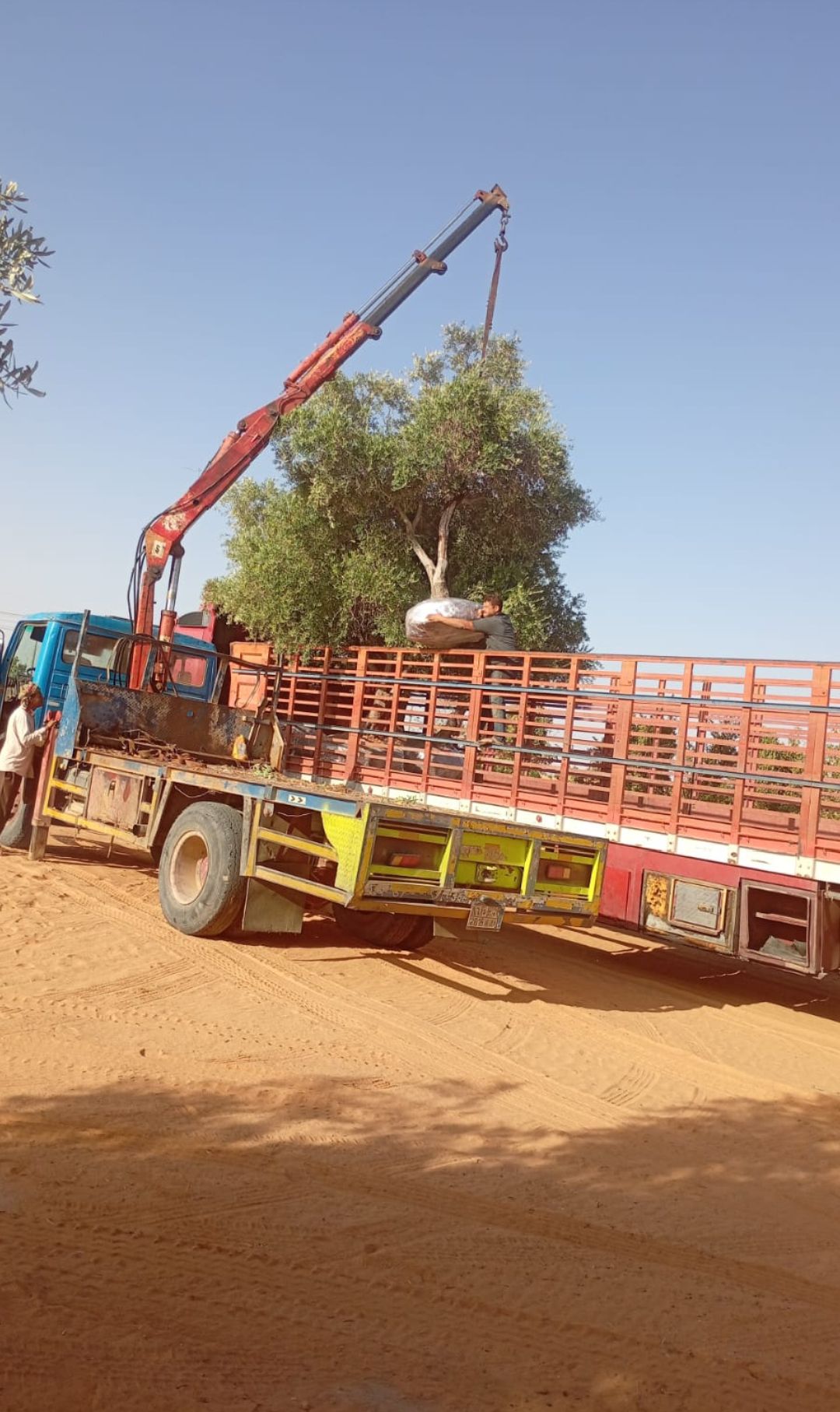 نخل وشنطونيا نخل عربي سرو ايطالي اشجار زيتون معمر