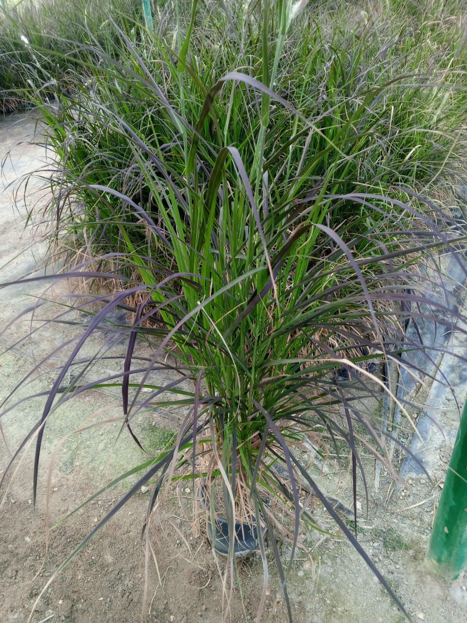 مشتل زراعي الرياض حي الملقا طريق الملك سلمان