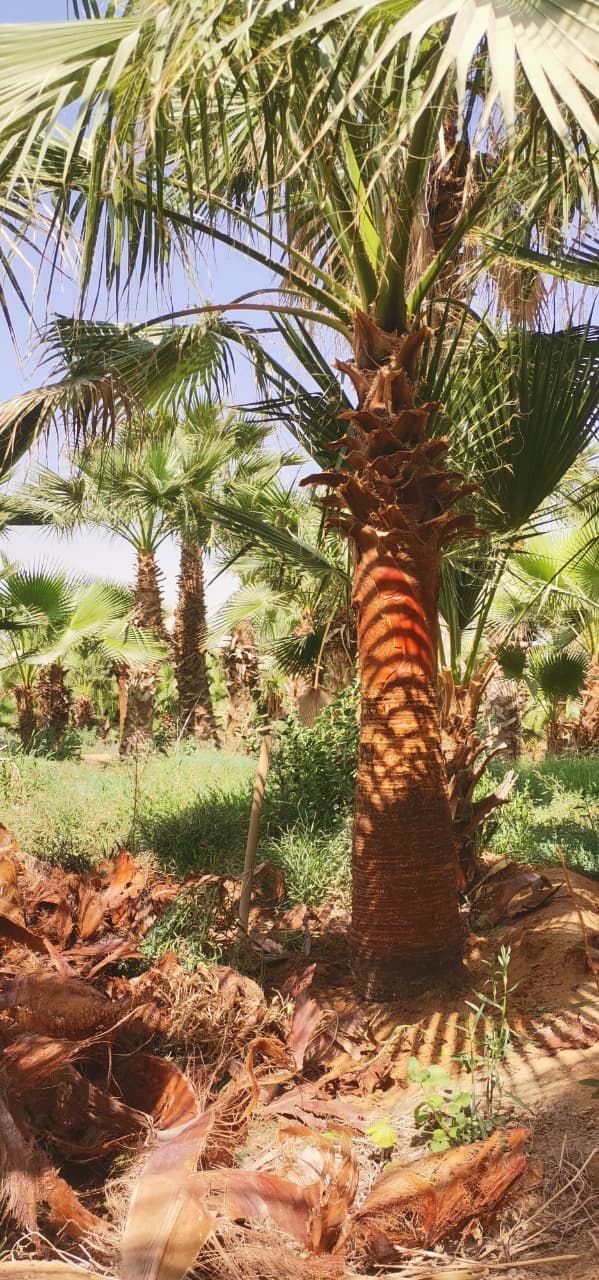 نخل للبيع بجميع الانواع والمقاسات المختلفة وقسم خا