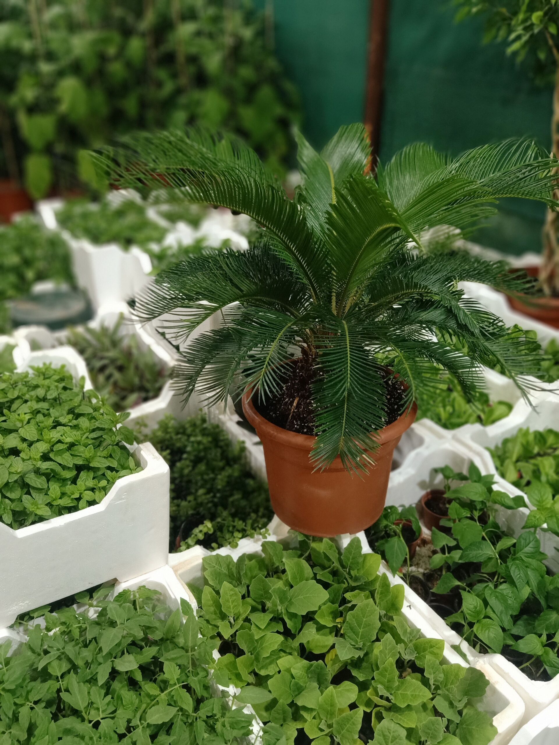 مشتل زراعي الرياض حي الملقا طريق الملك سلمان