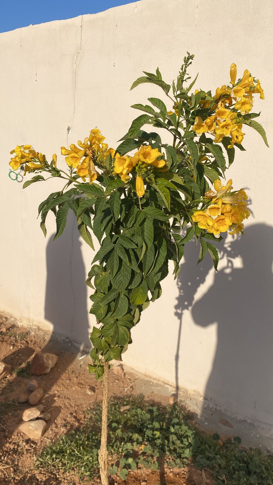 مشتل زراعي الرياض حي الملقا طريق الملك سلمان