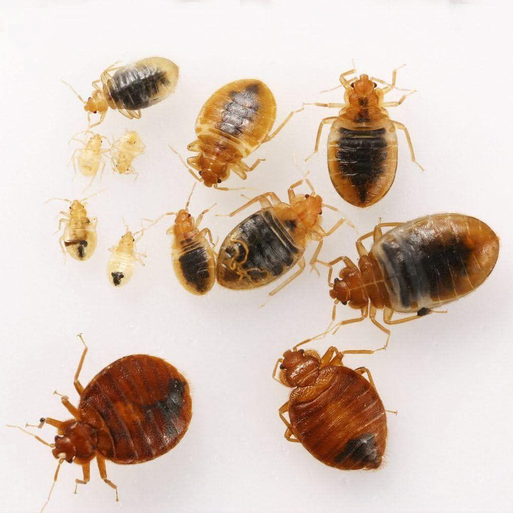 مكافحه حشرات