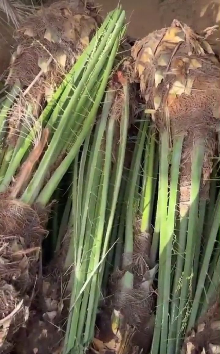 نقوم بتوريد اللنخيل في جميع انحاء المملكه