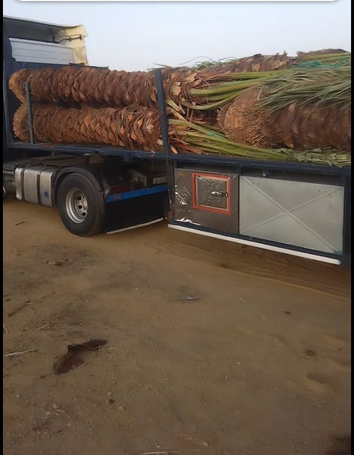 نقوم بتوريد اللنخيل في جميع انحاء المملكه