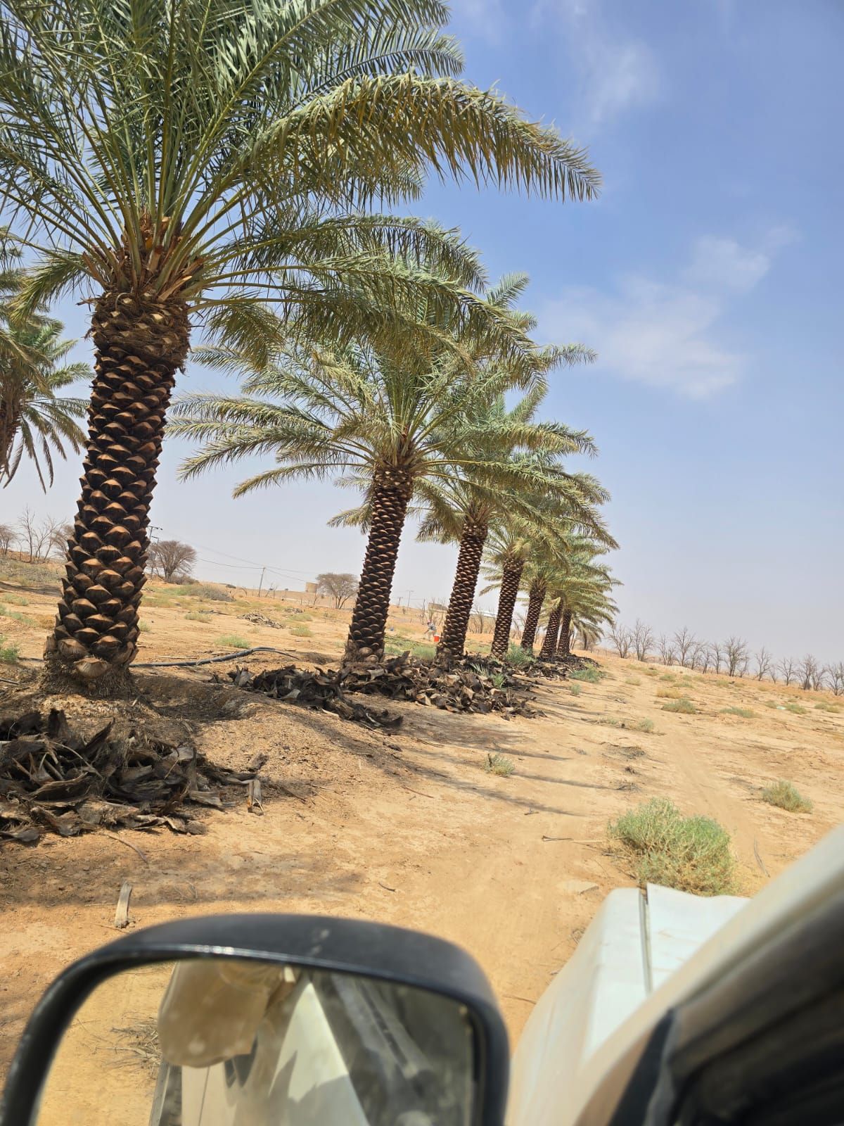 نقيل عربي جميع المقاسات فاخره