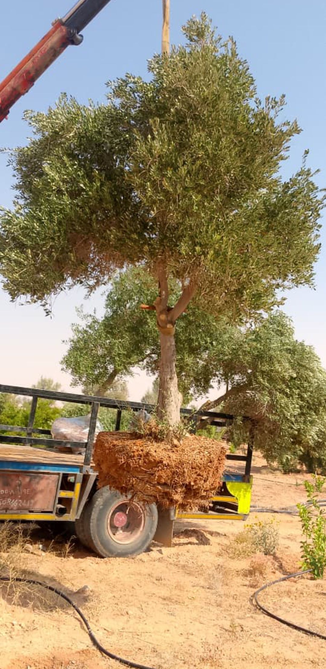 نخل وشنطونيا نخل عربي سرو ايطالي اشجار زيتون معمر