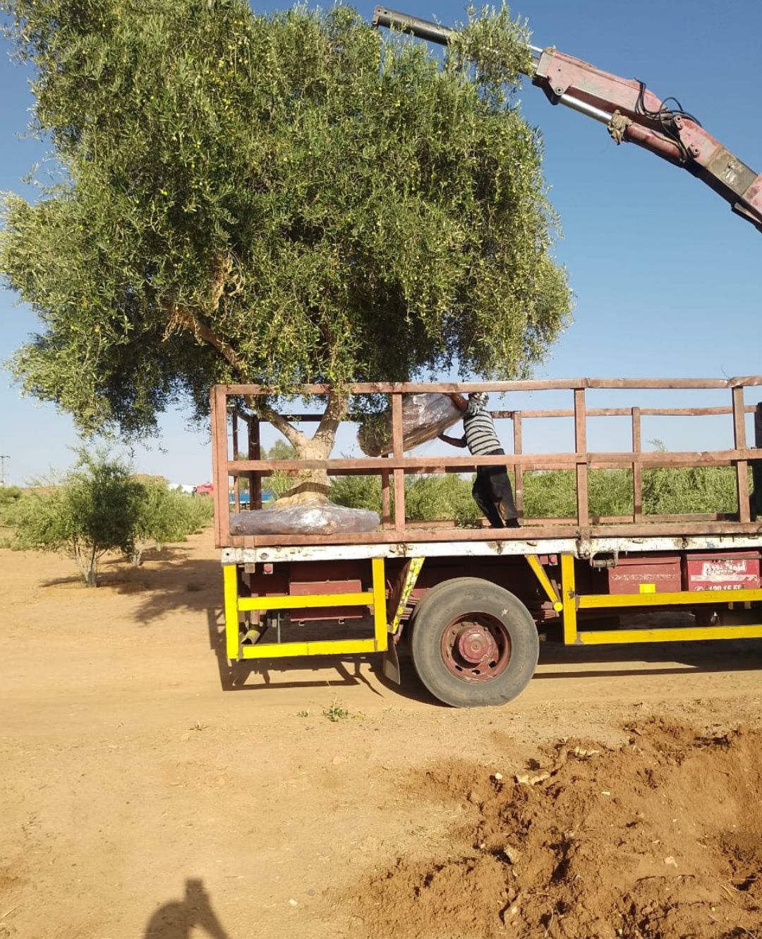 نخل وشنطونيا نخل عربي سرو ايطالي اشجار زيتون معمر
