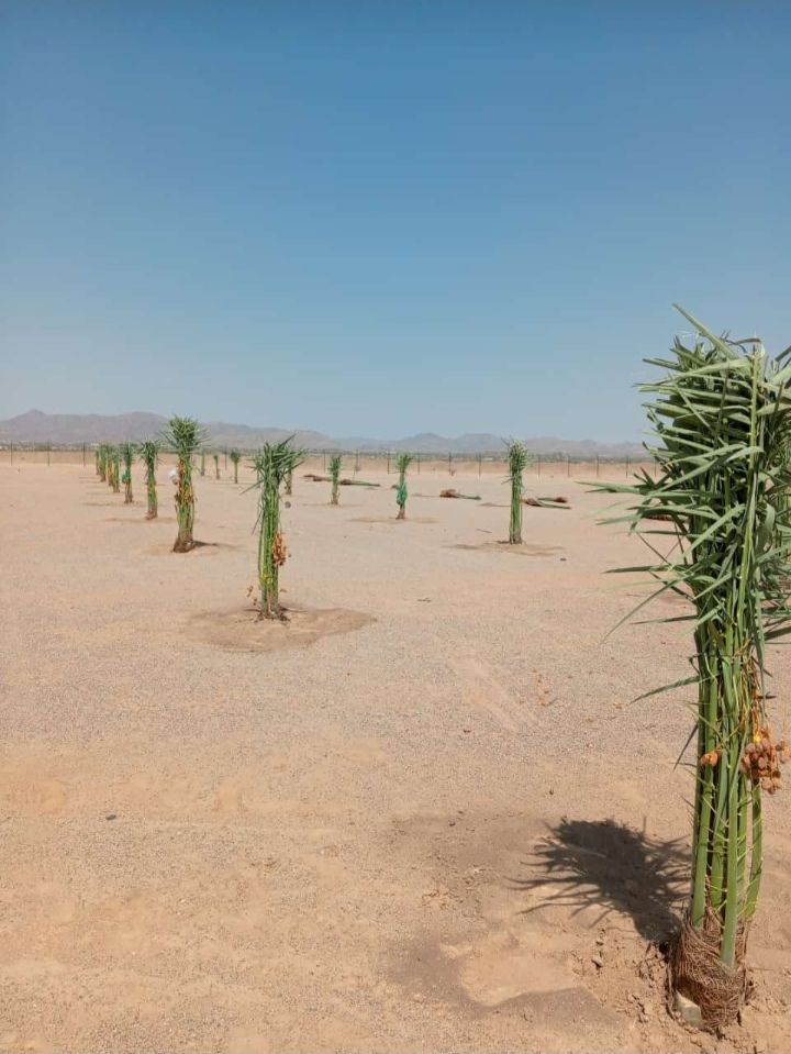 نقوم بتوريد اللنخيل في جميع انحاء المملكه