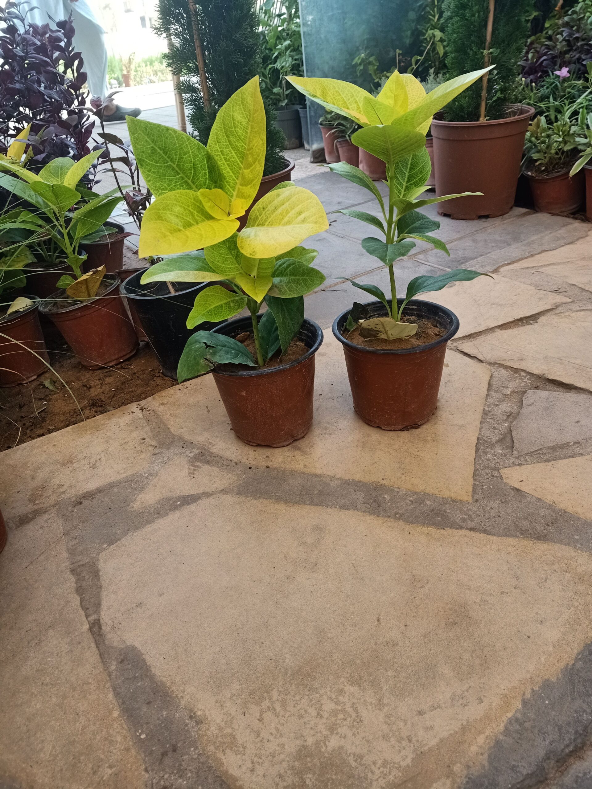 مشتل زراعي الرياض حي الملقا طريق الملك سلمان