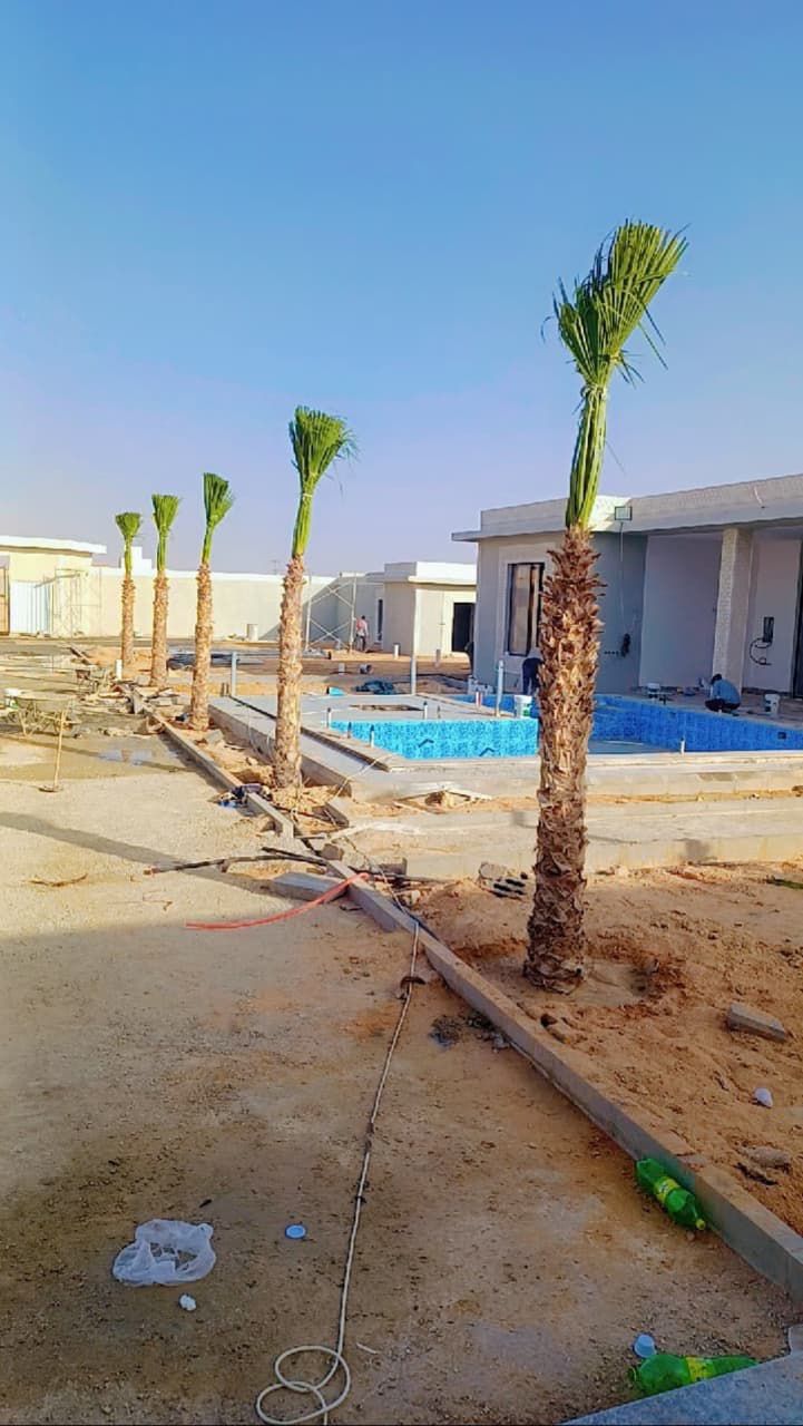 نخل للبيع بجميع الانواع والمقاسات المختلفة وقسم خا