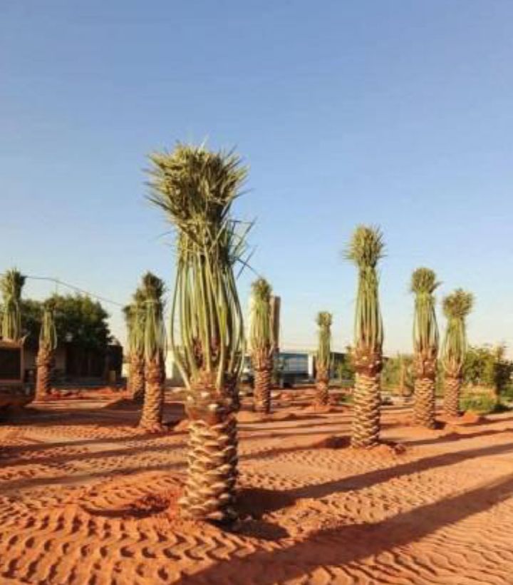 توريد جميع انواع النخيل وتركيب الشبوك القصيم