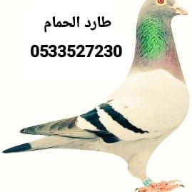 طارد حمام تركيب شبك اشواك مانع الطيور شركة تركيب ط