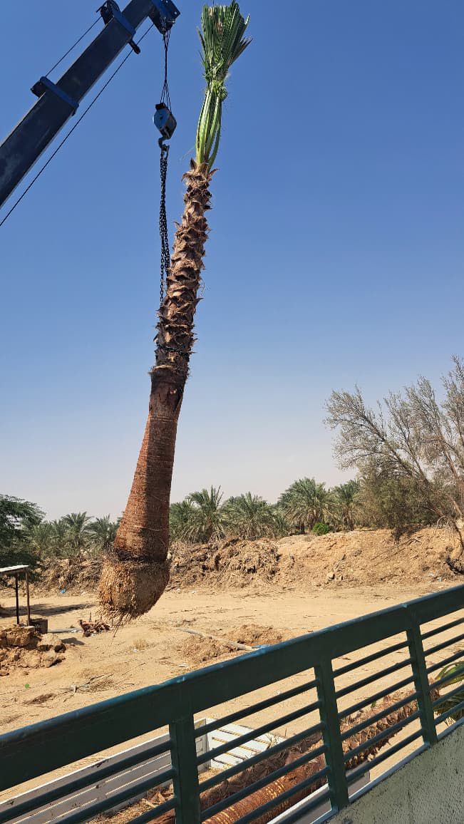 نخل للبيع بجميع الانواع والمقاسات المختلفة وقسم خا