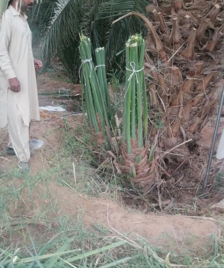 توريد جميع انواع النخيل وتركيب الشبوك القصيم