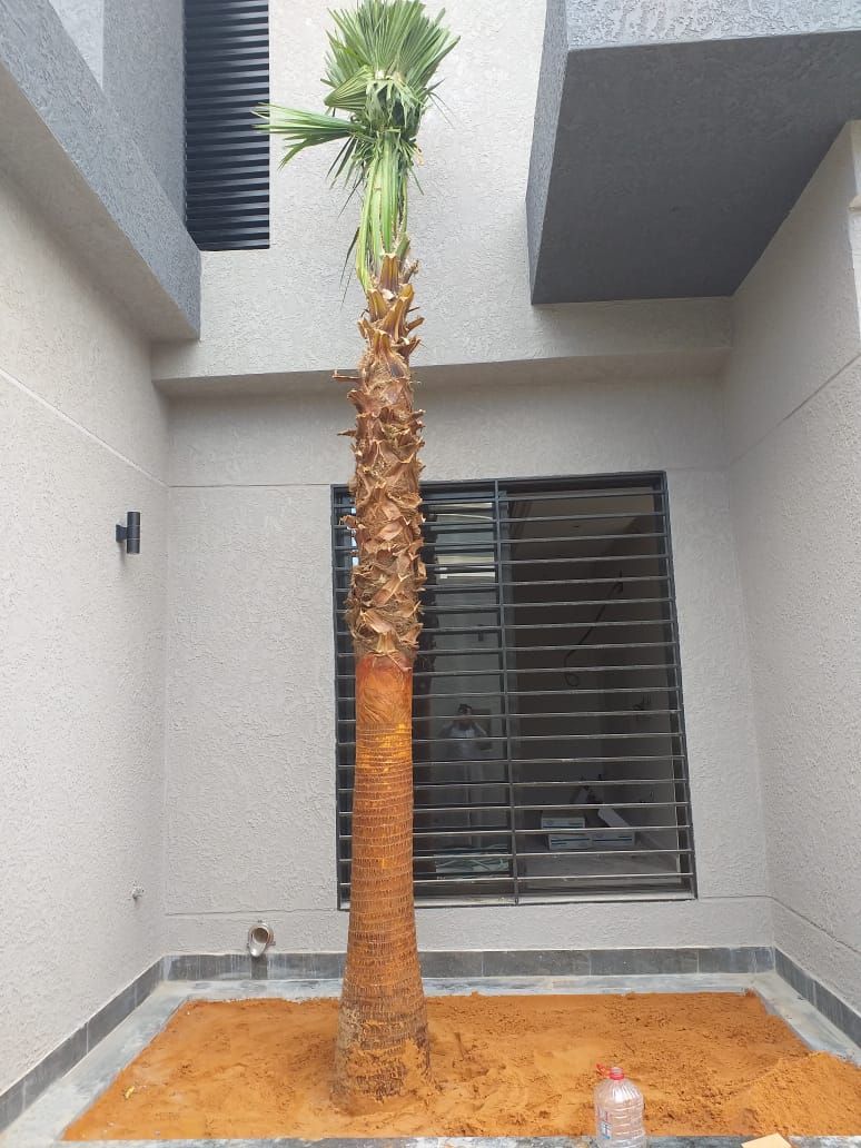 نخل وشنطانياء