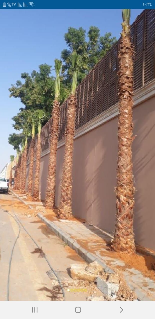 نخل وشنطن زينه