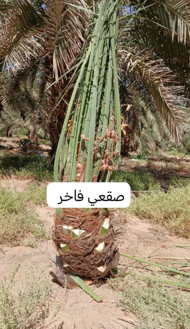 توريد جميع انواع النخيل وتركيب الشبوك القصيم