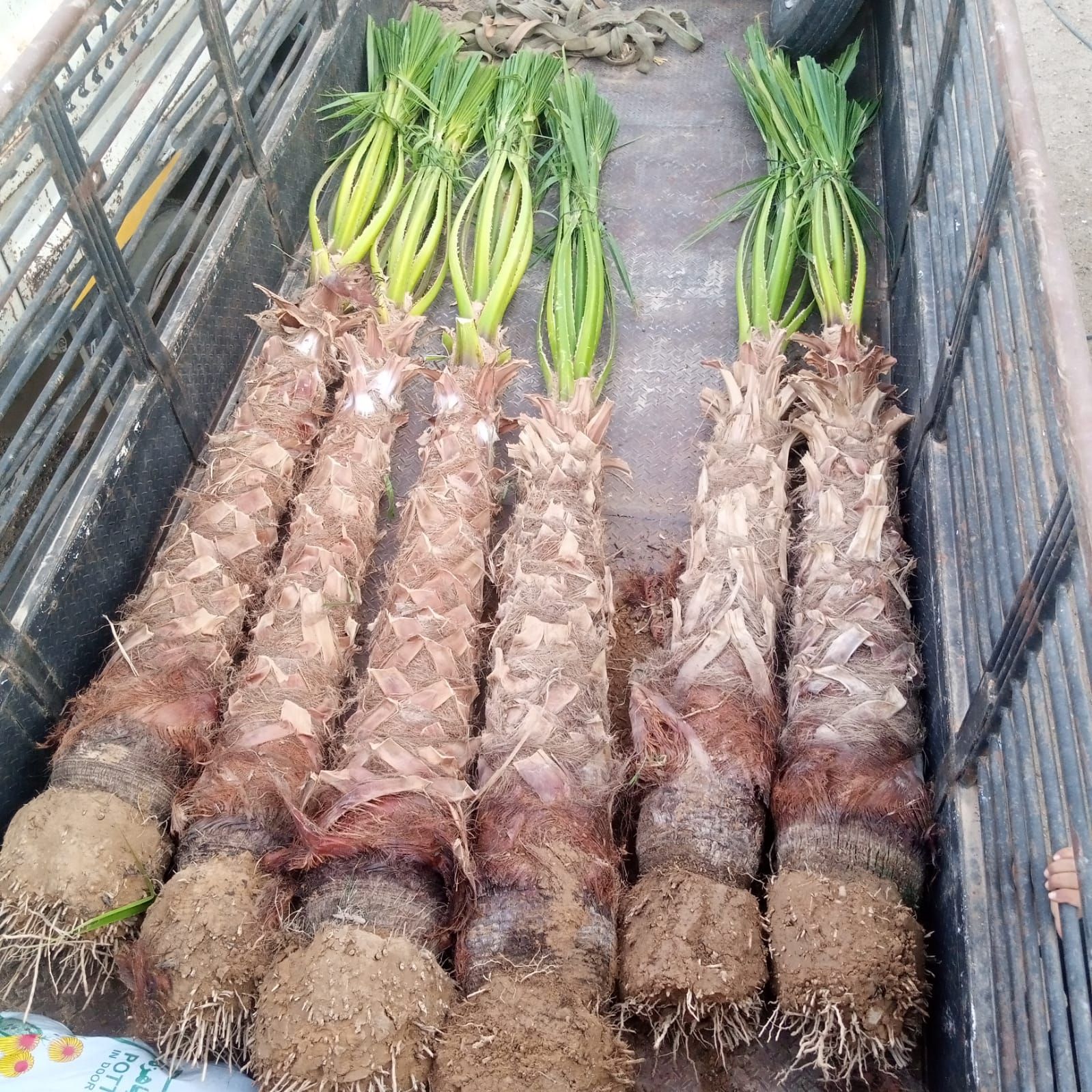 نخل وشنطانياء