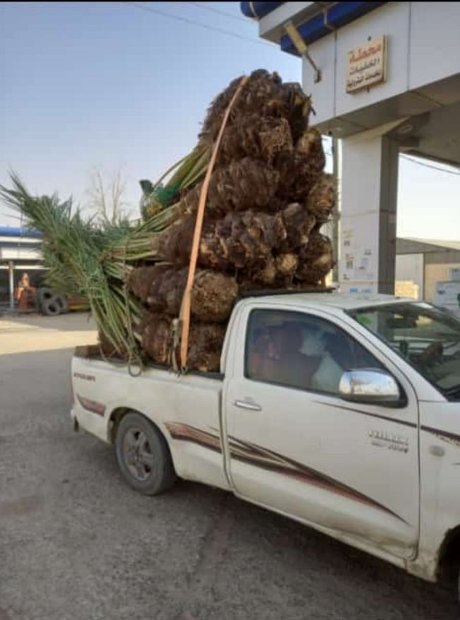 يوجد لدينا جميع انواع النخيل المثمر والواشنطن الزي