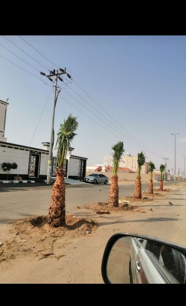 يوجد لدينا جميع انواع النخيل المثمر والواشنطن الزي