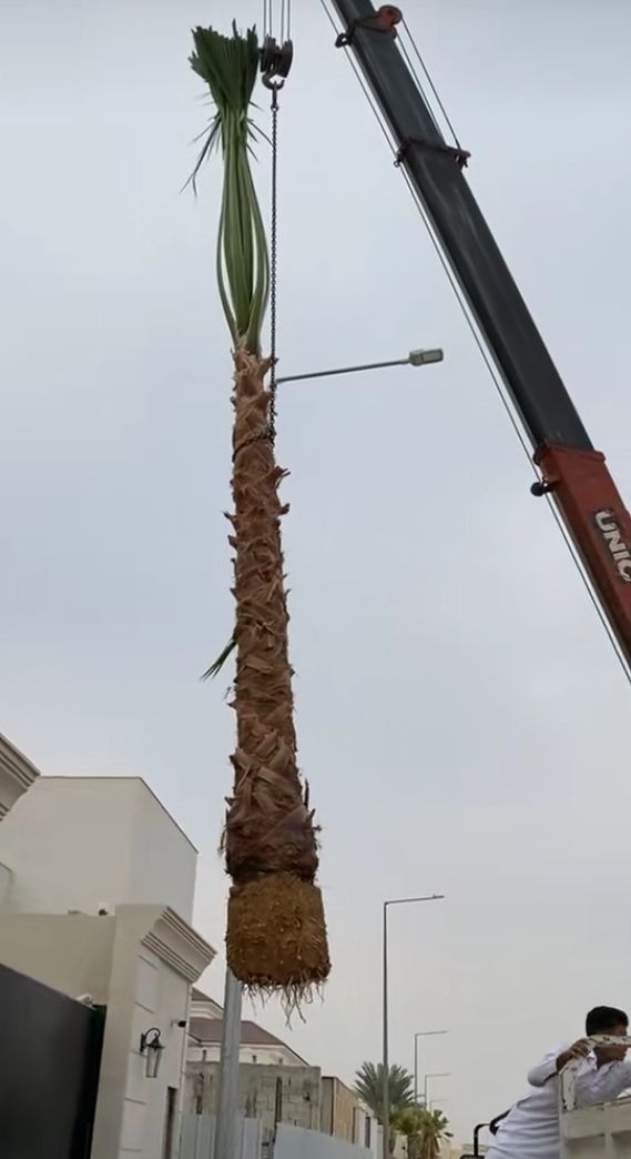 نخل وشنطانياء