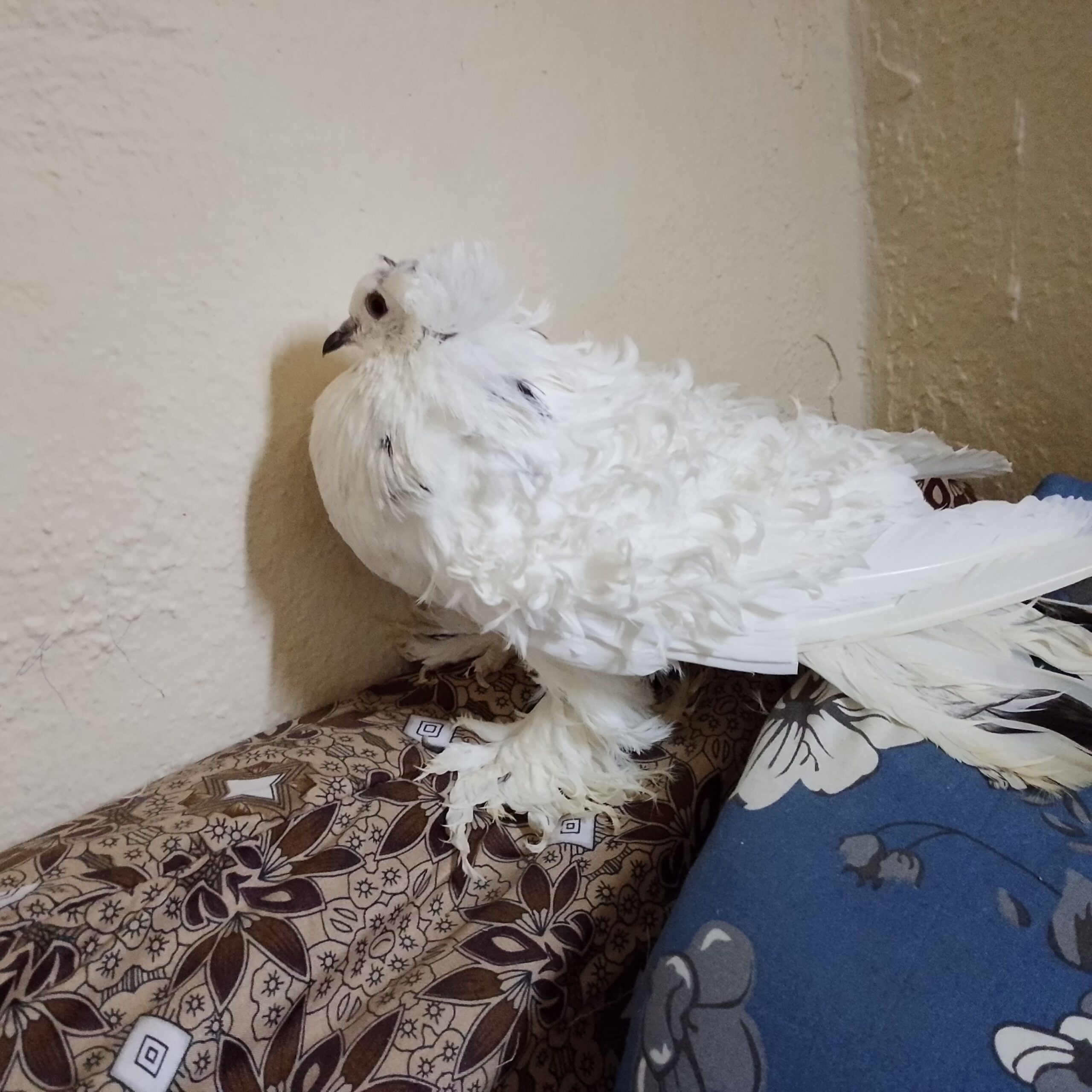 صامطه الخظراء