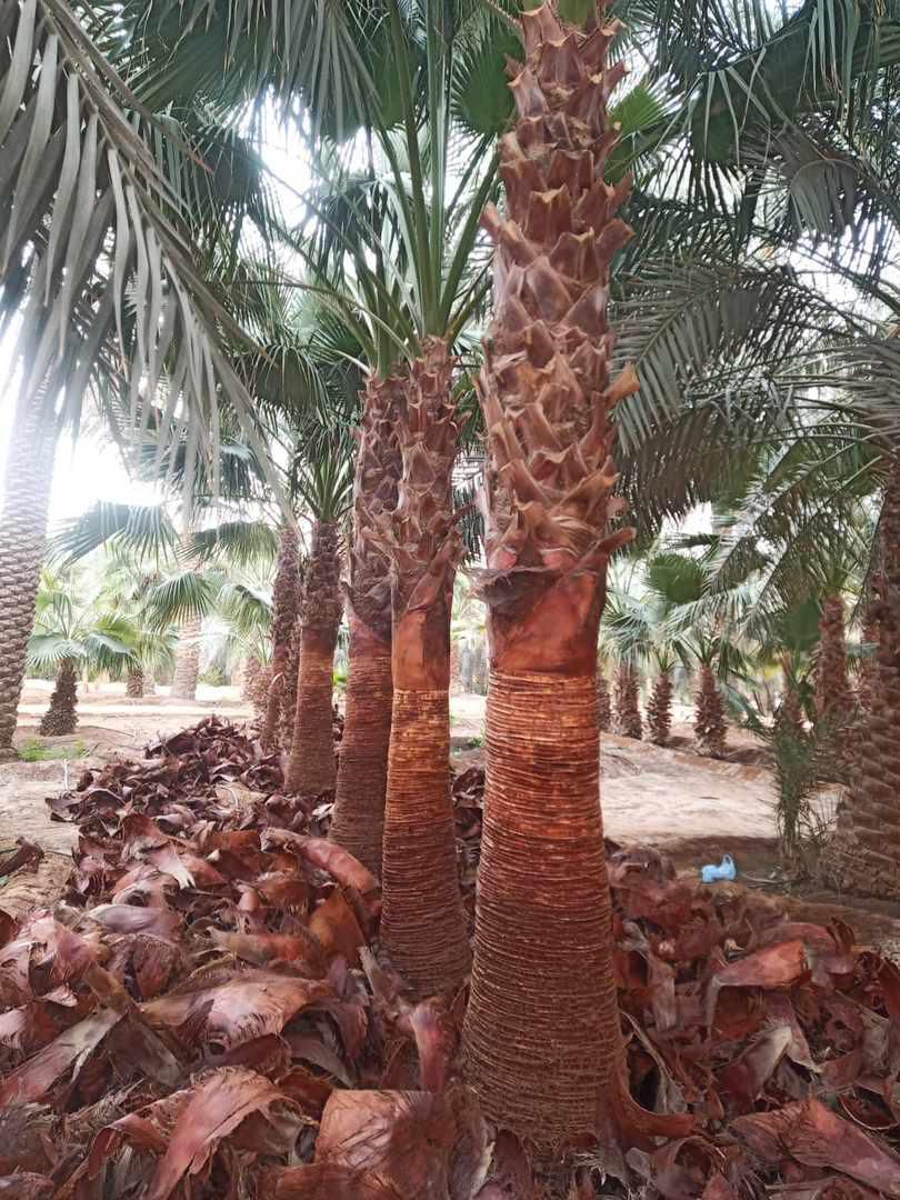 نخل للبيع بجميع الانواع والمقاسات المختلفة وقسم خا