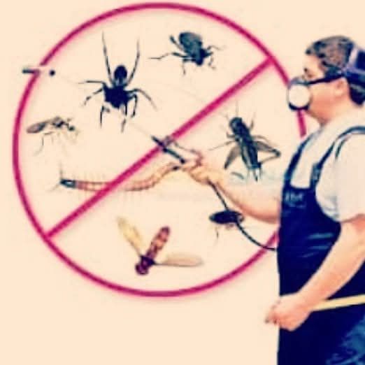 مكافحه حشرات