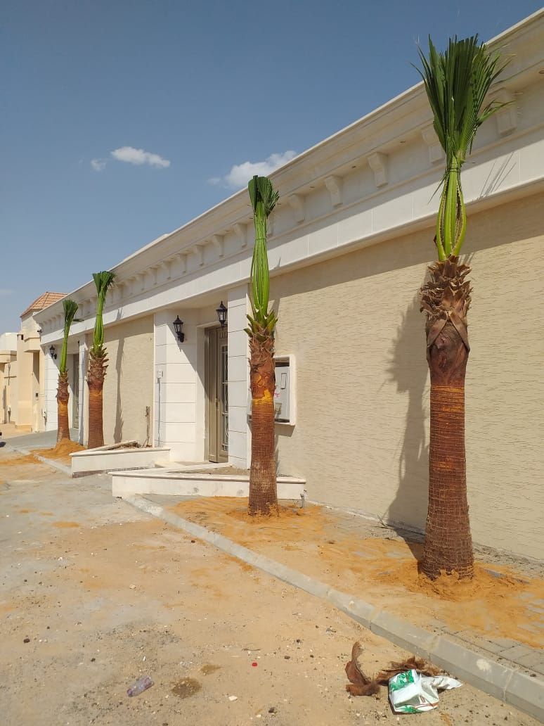 نخل وشنطن زينه