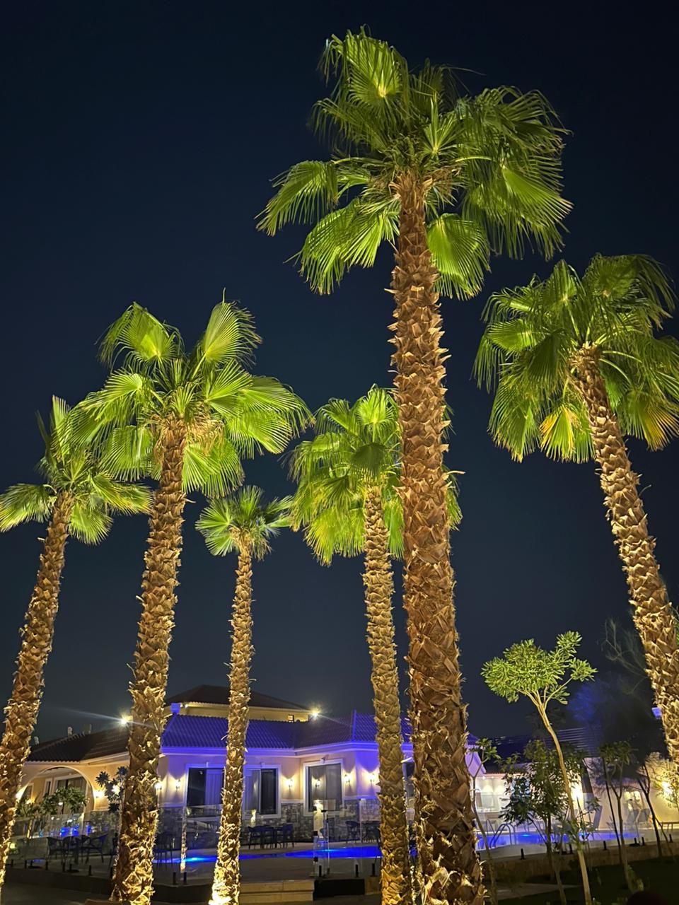 نخل للبيع بجميع الانواع والمقاسات المختلفة وقسم خا