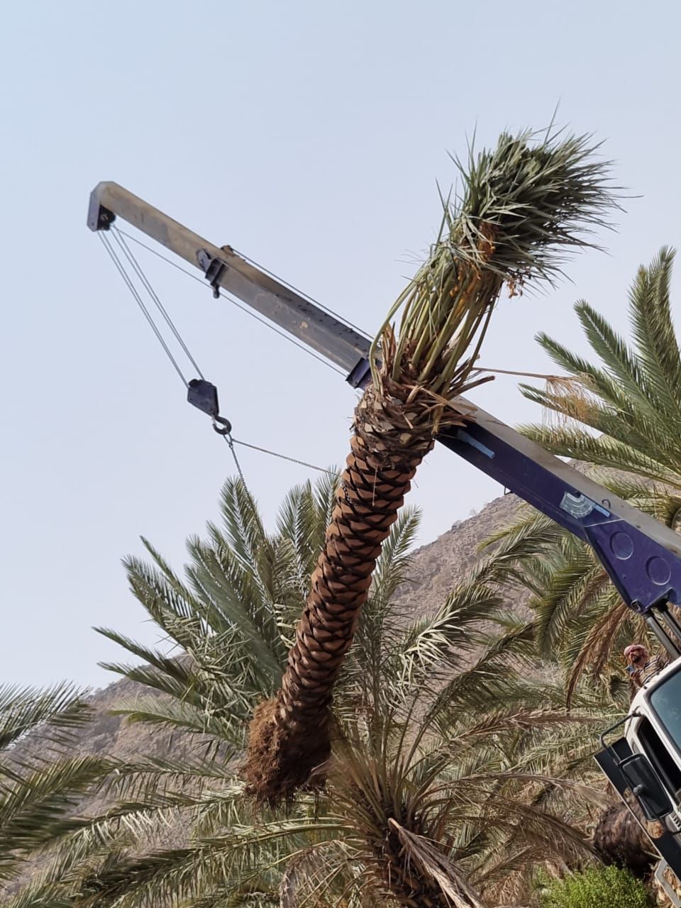 نخل للبيع بجميع الانواع والمقاسات المختلفة وقسم خا