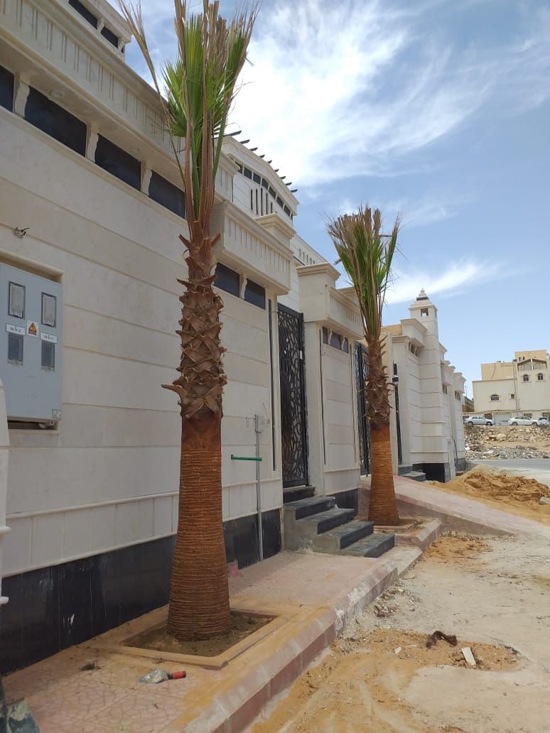 نخل وشنطن زينه