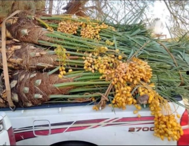 نقوم بتوريد اللنخيل في جميع انحاء المملكه