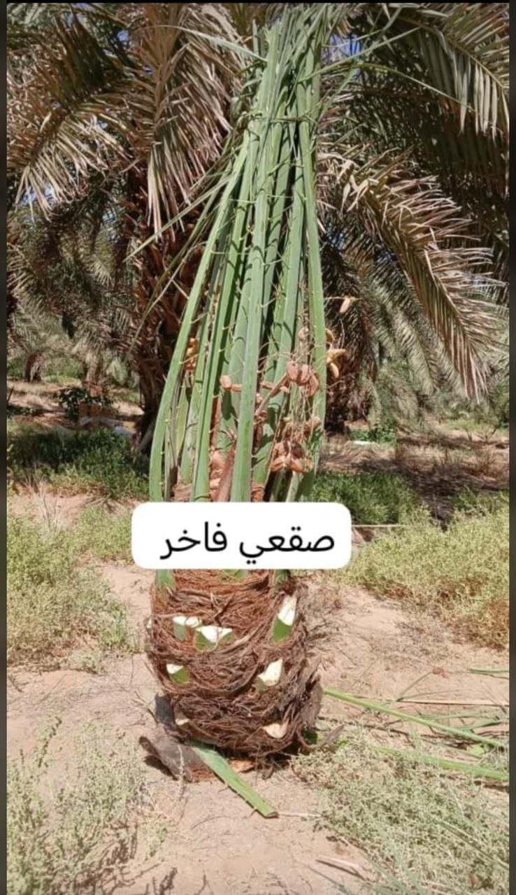 ارياض