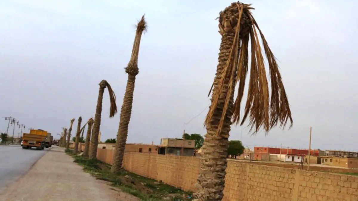 أبحث عن عمل تقصيص حطب تكريب و تنظيف النخل