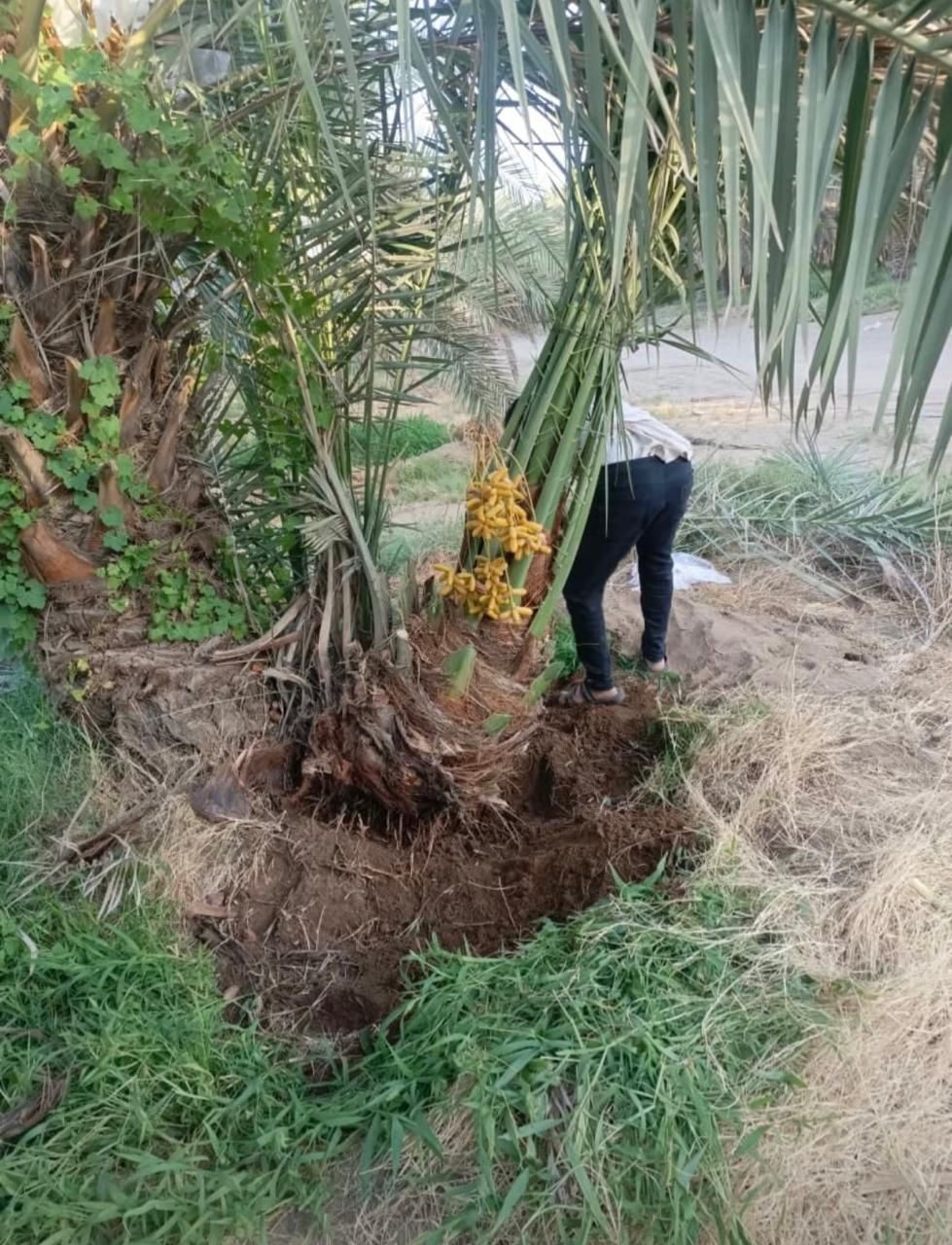 نقيل عربي جميع المقاسات فاخره