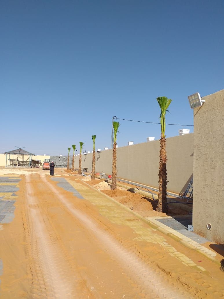 نخل وشنطن زينه