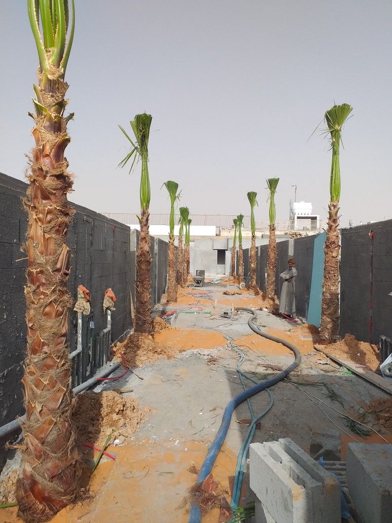 نخل وشنطانياء