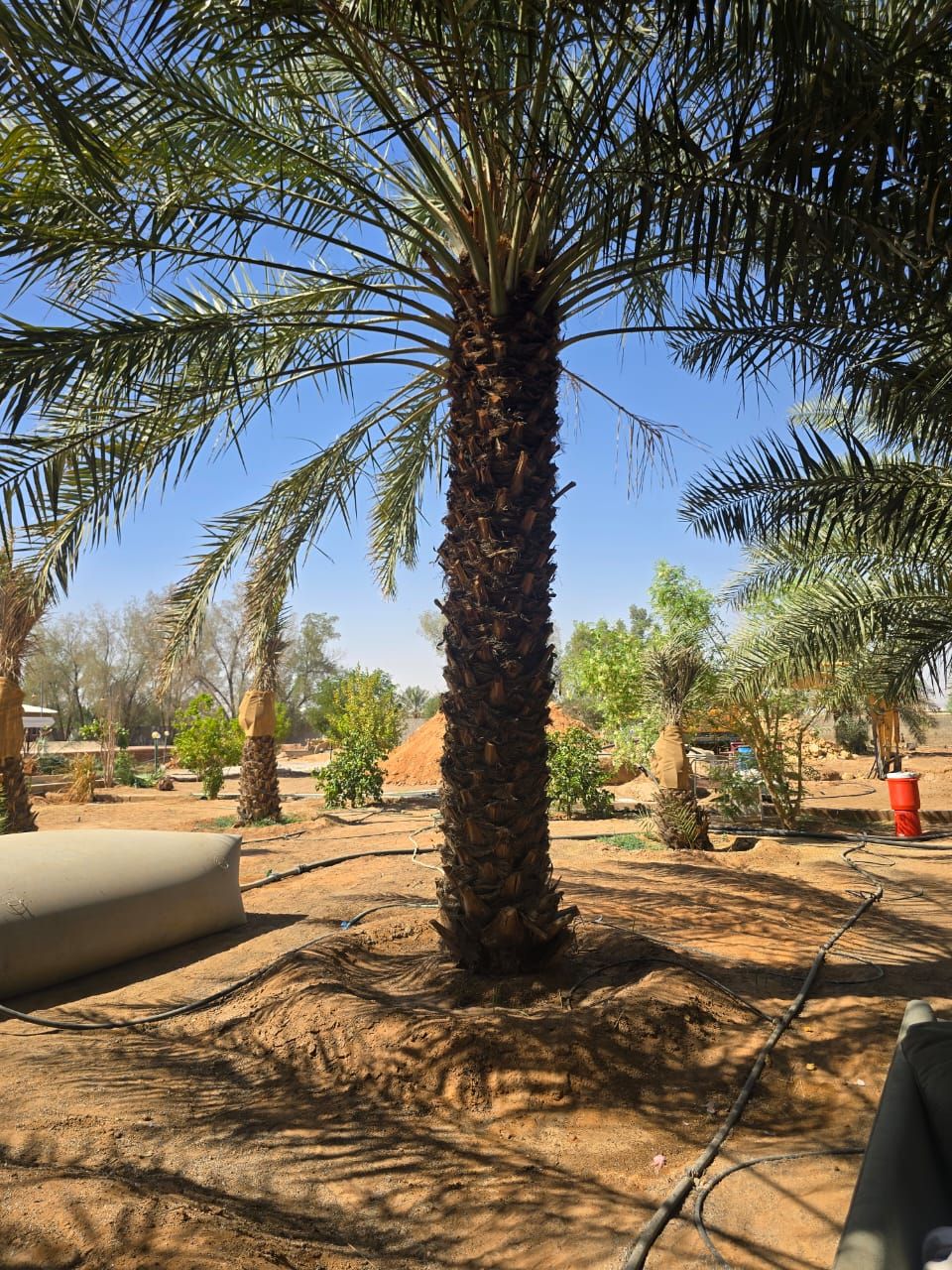 نقيل عربي جميع المقاسات فاخره