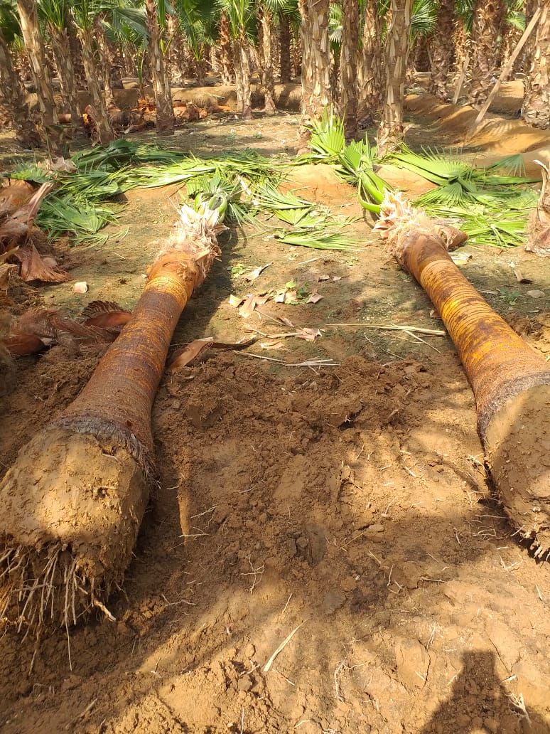 نخل وشنطانياء