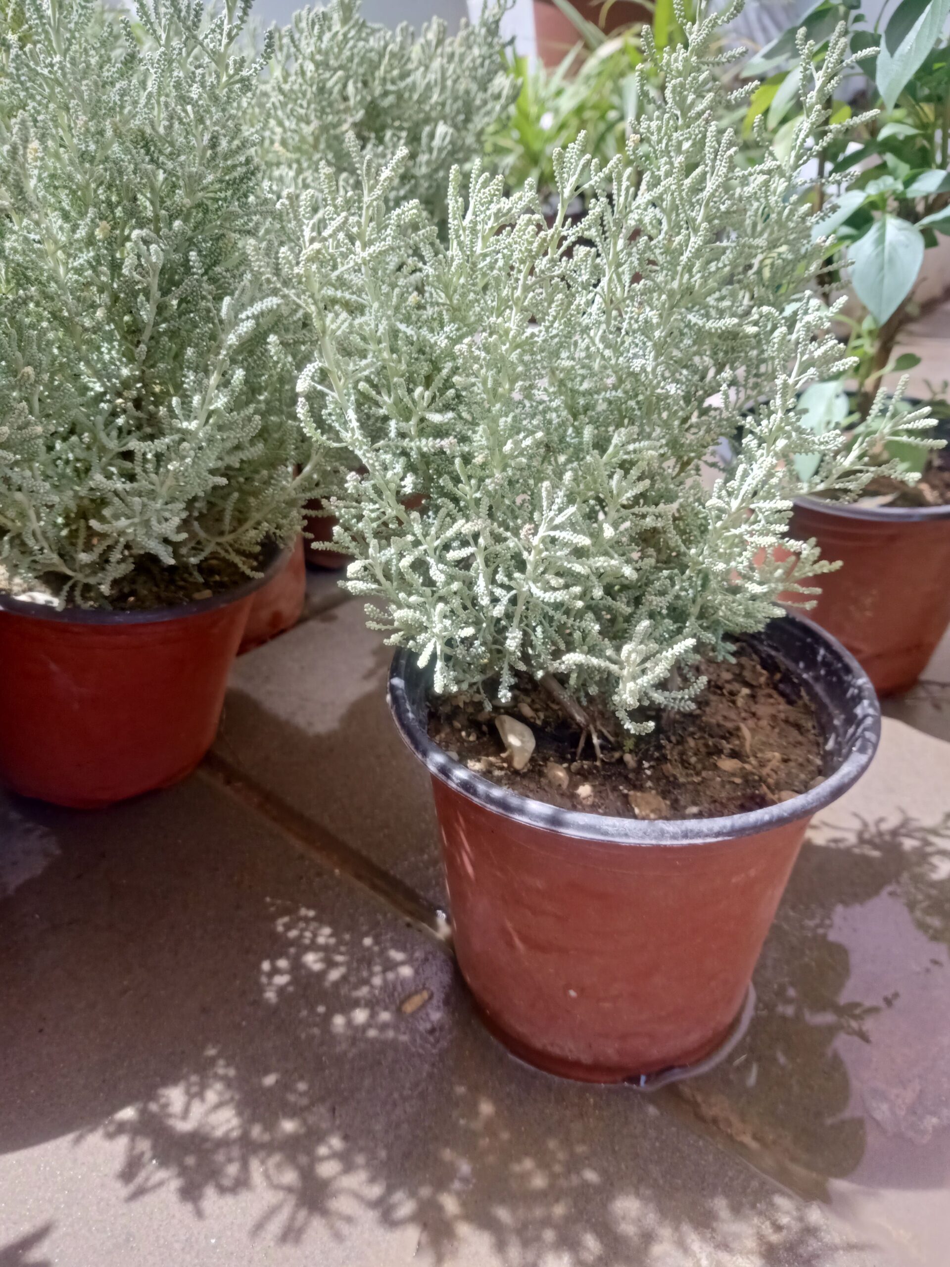 مشتل زراعي الرياض حي الملقا طريق الملك سلمان