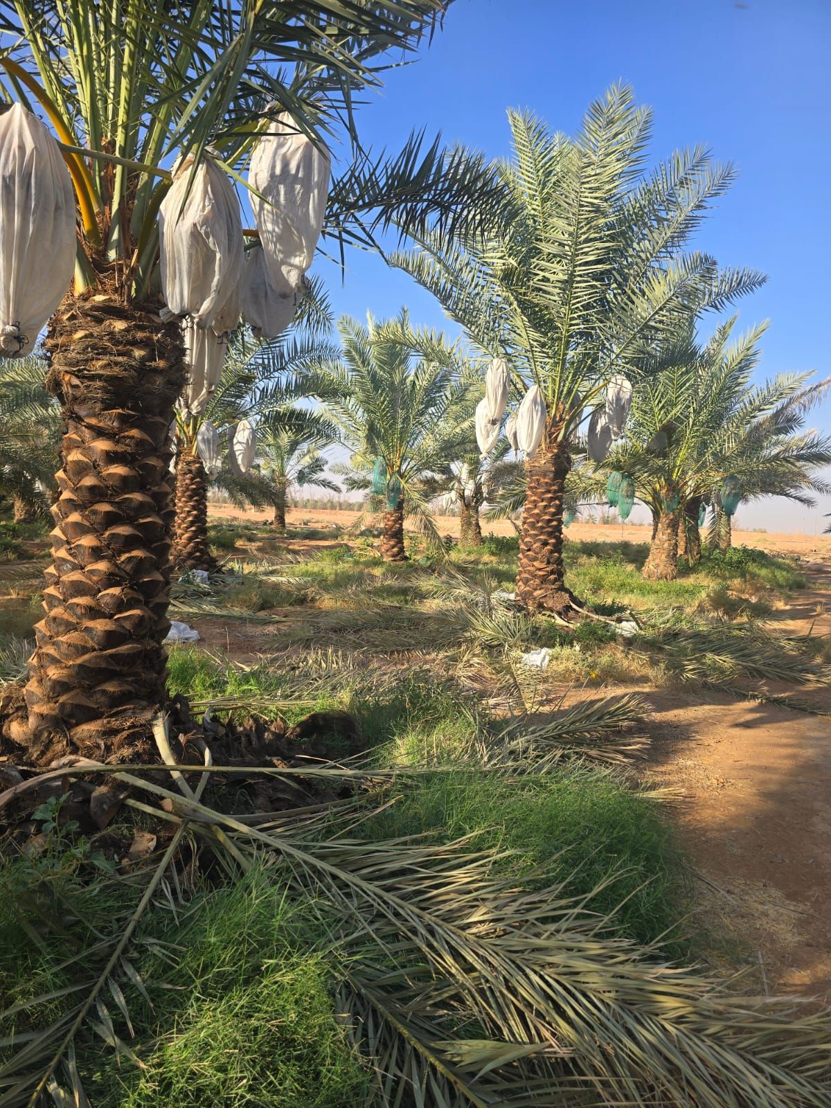 نقيل عربي جميع المقاسات فاخره