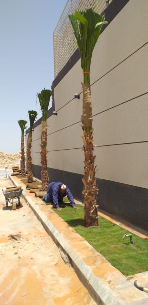 نخل وشنطن زينه